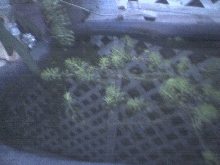 Pond 2