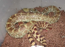 Hypo Bullsnake