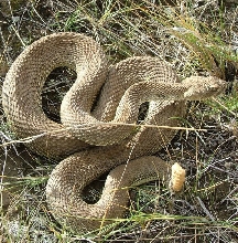 Rattler