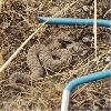Neo Rattler