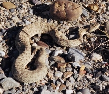 Prairie Rattler