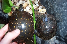 carapace conundrum