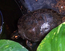 carapace