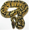 05-0.1-02-Pastel / Female pastel (550GRAMS)