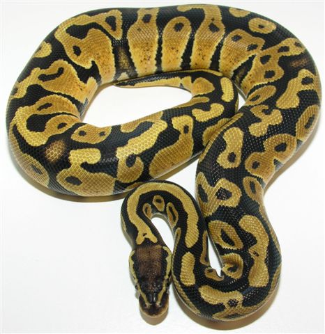 05-0.1-02-Pastel / Female pastel (550GRAMS)