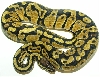 05-0.1-02-Paste / Female Pastel (550GRAMS)