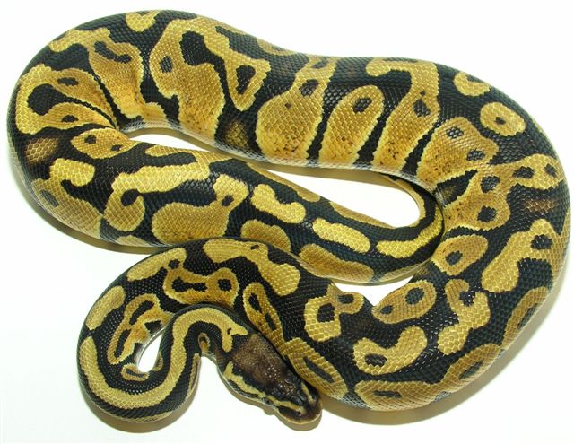 05-0.1-02-Paste / Female Pastel (550GRAMS)