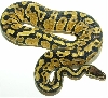 05-0.1-02-Pastel / Female Pastel (550GRAMS)