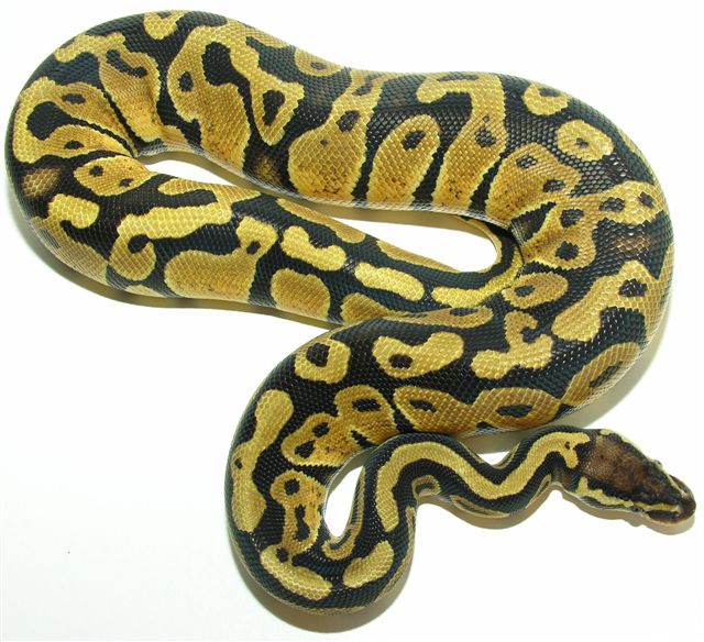 05-0.1-02-Pastel / Female Pastel (550GRAMS)
