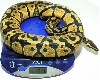 05-0.1-02-Pastel 570 GRAMS