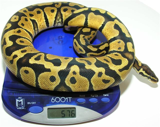 05-0.1-02-Pastel 570 GRAMS