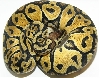 Pastel Female 460 GRAMS