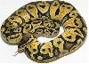 Pastel Female 460 GRAMS.