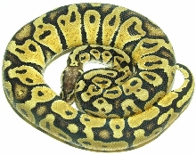 Pastel Female 540 GRAMS