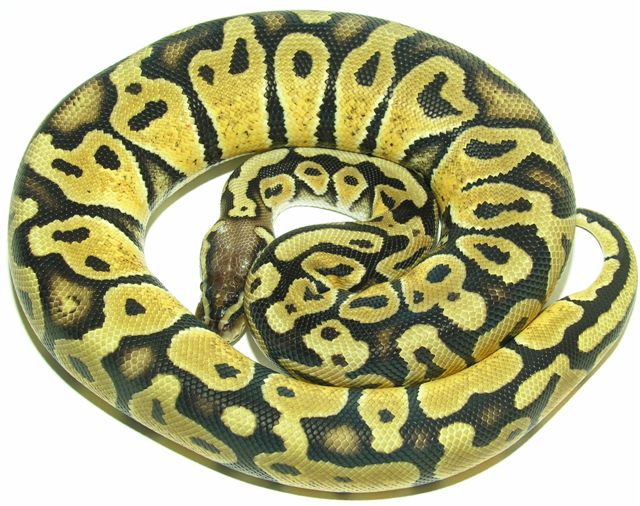Pastel Female 540 GRAMS
