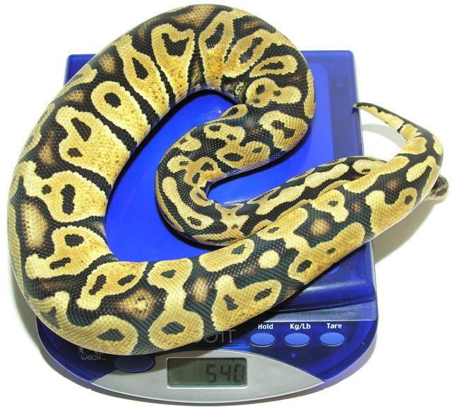 Pastel Female 540 GRAMS Scale.