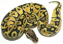 05-0.1-04-pastel 460 GRAMS.