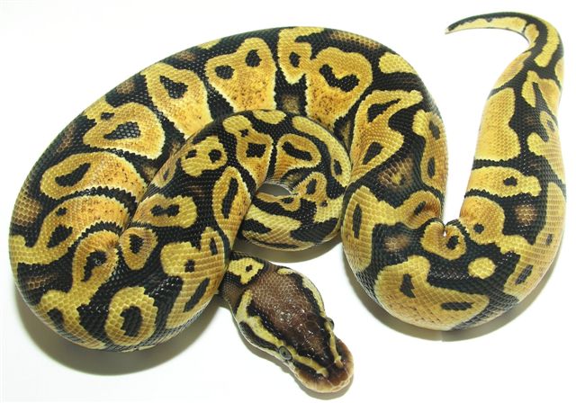 05-0.1-04-pastel 460 GRAMS.
