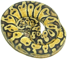 Pastel Female 540 GRAMS.
