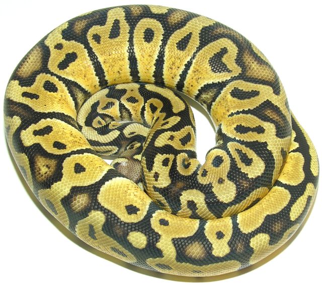 Pastel Female 540 GRAMS.