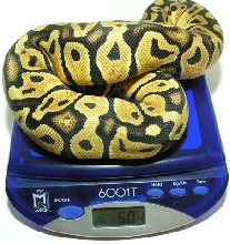 05-0.1-04-Pastel 500 GRAMS (scale)