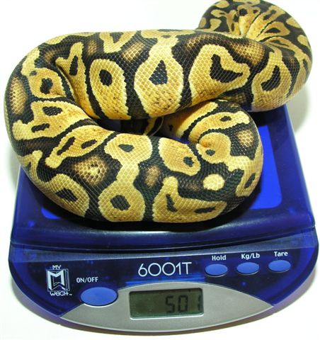 05-0.1-04-Pastel 500 GRAMS (scale)