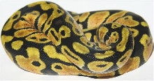 05-0.1-10-lemon-Pastel-Female