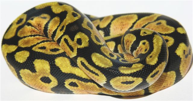 05-0.1-10-lemon-Pastel-Female