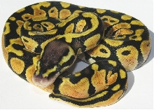 05-0.1-10-lemon-pastel-Female