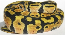 05-0.1-10-Lemon-Pastel-Female