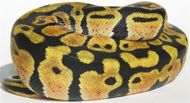 05-0.1-10-Lemon-Pastel-Female