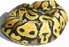 05-0.1-12-lemon-Pastel-LivingArt-Reptiles