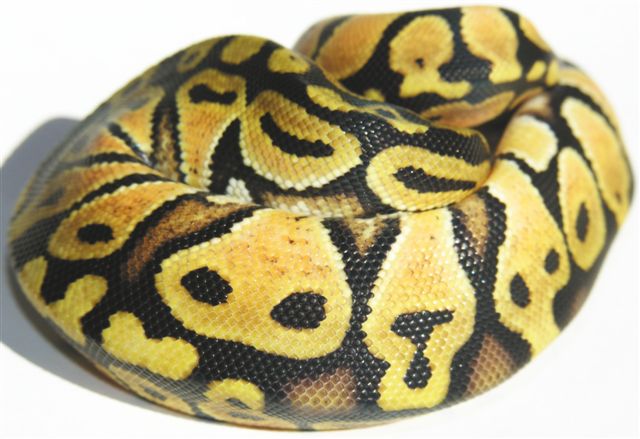 05-0.1-12-lemon-Pastel-LivingArt-Reptiles