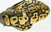 05-0.1-12-Lemon-pastel-Living-Art-Reptiles