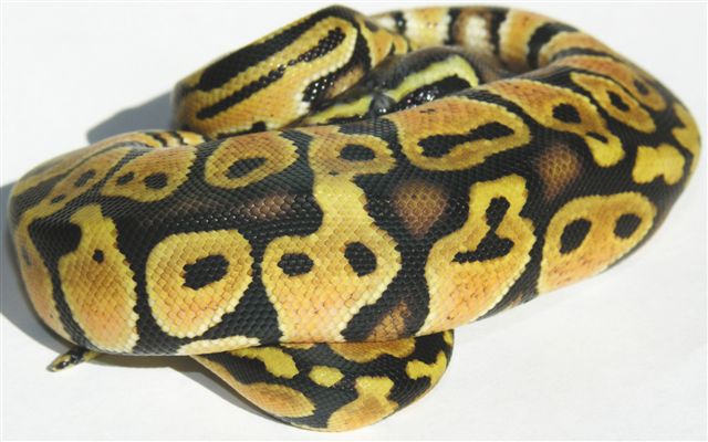 05-0.1-12-Lemon-pastel-Living-Art-Reptiles
