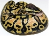 05-0.1-14-Lemon-pastel-Living-Art-Reptiles