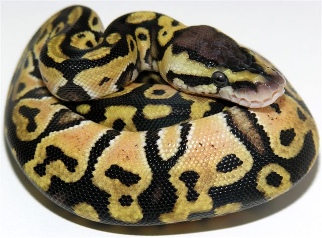 05-0.1-14-Lemon-pastel-Living-Art-Reptiles