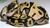 05-0.1-14-Female-Lemon-Pastel-Living-Art-Reptiles