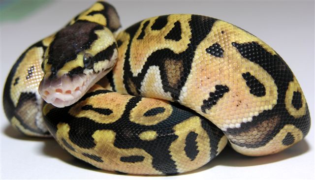 05-0.1-14-Female-Lemon-Pastel-Living-Art-Reptiles