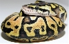 05-0.1-14-Femal-Lemon-Pastel-Living-Art-Reptiles