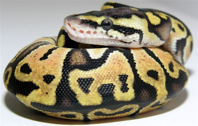 05-0.1-14-Femal-Lemon-Pastel-Living-Art-Reptiles