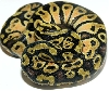 05-0.1-15-lemon-Pastel-Living-Art-Reptiles