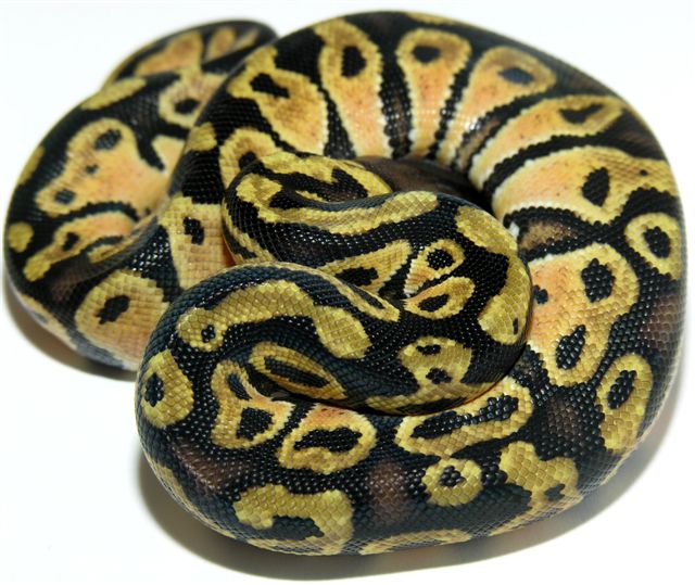 05-0.1-15-lemon-Pastel-Living-Art-Reptiles