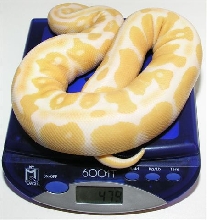 Albino Male (Scale)