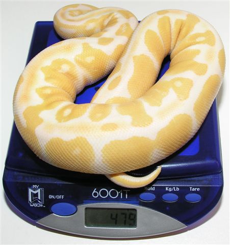 Albino Male (Scale)