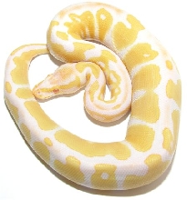 Albino Male