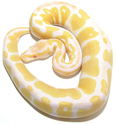 Albino Male