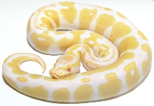 Albino Male Ball Python
