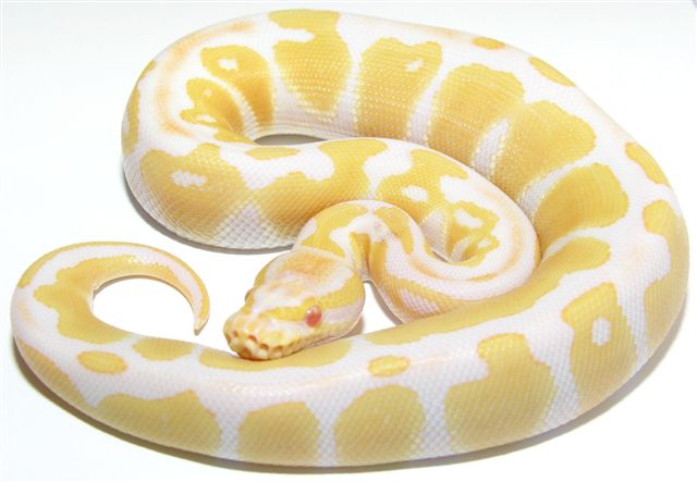 Albino Male Ball Python