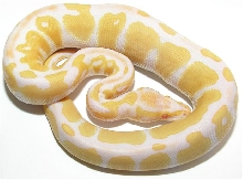 Albino Male